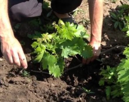 Wie man Trauben im Sommer im Frühling oder Herbst am besten an einen neuen Ort verpflanzt