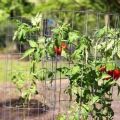 Sådan bindes tomater i et drivhus og åbent felt