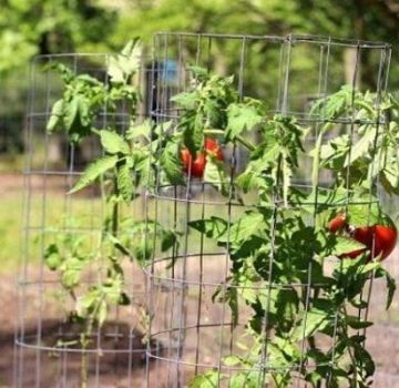 איך לקשור עגבניות בחממה ובשדה פתוח