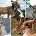 Beschrijving en waar verschroeide geiten leven, status en positie van de soort in de natuur