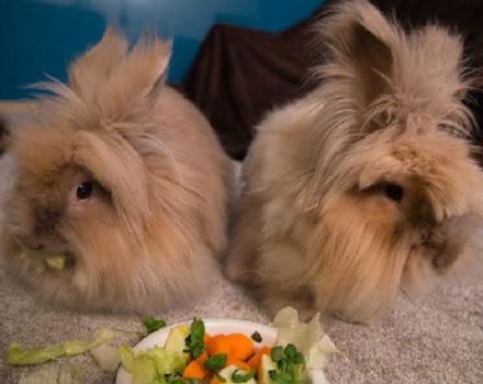 Was und wie oft können Sie ein dekoratives Kaninchen zu Hause füttern?
