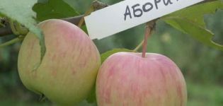 Alkuperäiskansojen omenalajikkeen kuvaus ja kulttuurin pääpiirteet, viljelyalueet