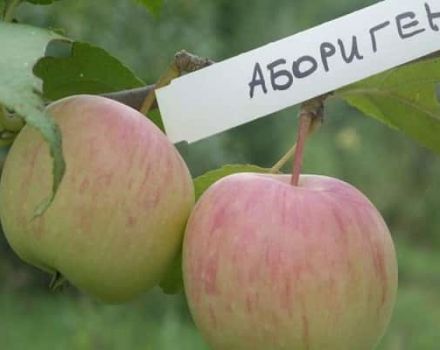 Aborjin elma çeşidinin tanımı ve kültürün temel özellikleri, büyüyen bölgeler