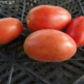Opis sorte rajčice Glatka bumbar, značajke uzgoja i njege