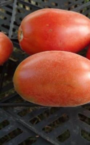 Popis odrůdy rajčat Shaggy bumblebee, rysy pěstování a péče