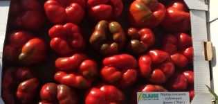 Characteristics and description of the variety of peppers Hercules