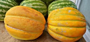 Beskrivning av Ethiopka melonsorten, odlingsegenskaper och utbyte