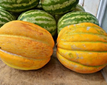 Beschreibung der Ethiopka-Melonensorte, Anbaumerkmale und Ertrag