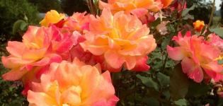 Descripció i regles per al cultiu de varietats de floribunda rosa Samba