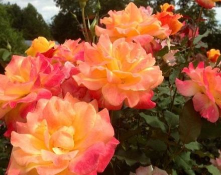Descrizione e regole per la coltivazione delle varietà di rose floribunda Samba