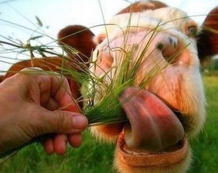 Welches Gras kann und kann nicht von Kühen gefressen werden, die für Viehfutter gezüchtet werden