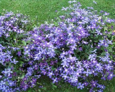 Description of Arabella variety clematis, planting technology and care