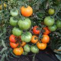 Autorės pomidorų sėklų iš veisėjos Myazina charakteristika ir aprašymas