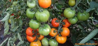 Eigenschaften und Beschreibung der Tomatensamen des Autors vom Züchter Myazina