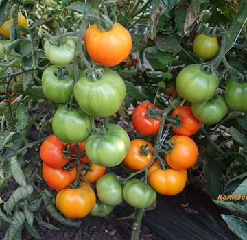 Caractéristiques et description des graines de tomates de l'auteur de l'éleveur Myazina