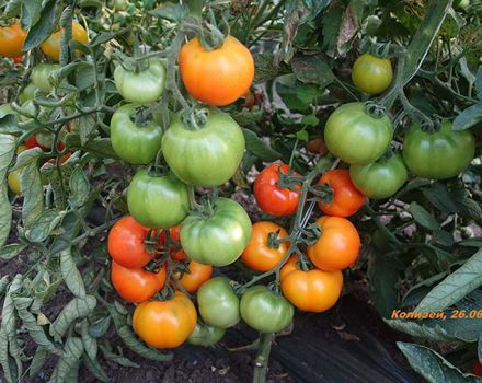 Autorės pomidorų sėklų iš veisėjos Myazina charakteristika ir aprašymas