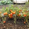 Ziemeļu mazuļu tomātu šķirnes apraksts un īpašības