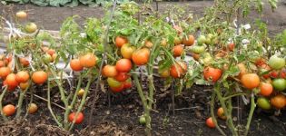 Description and characteristics of the Northern baby tomato variety