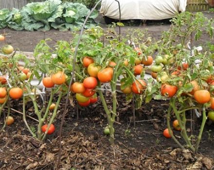 Pohjoisen vauva-tomaattilajikkeen kuvaus ja ominaisuudet