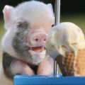 Hızlı büyüme için evde domuz yavruları nasıl beslenir