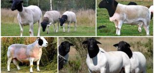 Descrizione e caratteristiche delle pecore dorper, caratteristiche del loro mantenimento