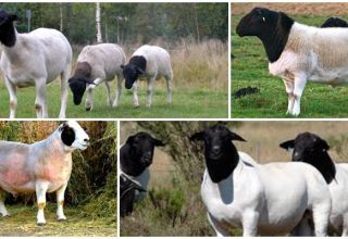 Descripción y características de las ovejas dorper, características de su mantenimiento.