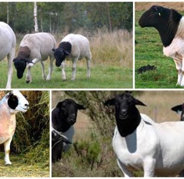 A Dorper juhok leírása és jellemzői, karbantartásuk jellemzői