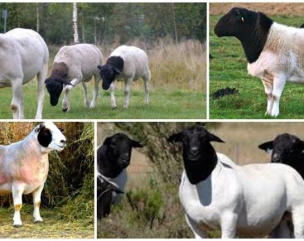 Descrizione e caratteristiche delle pecore dorper, caratteristiche del loro mantenimento