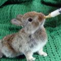 Was Kaninchen gefüttert werden kann und was nicht, sind die Regeln der künstlichen Fütterung