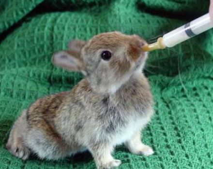 Wat wel en niet aan konijnen kan worden gevoerd, de regels van kunstmatige voeding