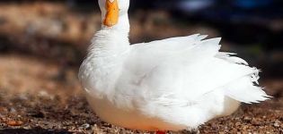 Description and characteristics of ducks of the French breed CT5, raising and care