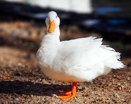 Opis i charakterystyka kaczek rasy francuskiej CT5, hodowla i pielęgnacja