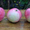 Opis i cechy odmiany jabłoni Bashkirskaya krasavitsa, zalety i wady