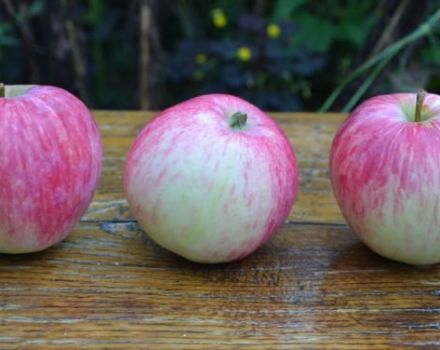 Beskrivning och egenskaper hos äppelträdsorten Bashkirskaya krasavitsa, fördelar och nackdelar