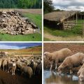Các loại và hình vẽ của chuồng cừu, cách tự làm ở nhà