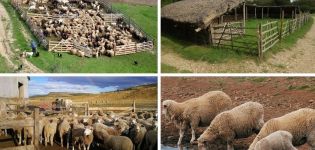 Rodzaje i rysunki zagród dla owiec, jak zrobić to samemu w domu