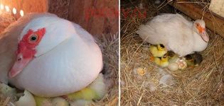 De ce o rață mănâncă și își aruncă ouăle din cuib și ce să facă, cum să prevină