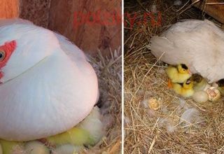 Dlaczego kaczka zjada i wyrzuca jajka z gniazda i co robić, jak zapobiegać