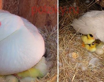 Warum eine Ente frisst und ihre Eier aus dem Nest wirft und was zu tun ist, wie zu verhindern ist