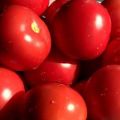 Egenskaber og beskrivelse af Bagheera-tomatsorten, dens udbytte