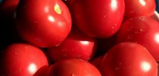 Bagheera-tomaattilajikkeen ominaisuudet ja kuvaus, sen sato