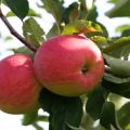 Đặc điểm, mô tả và vùng trồng cây táo của giống Snezhny Kalvil