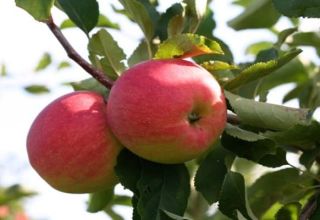 Kenmerken, beschrijving en regio's van groeiende appelbomen van de variëteit Snezhny Kalvil