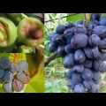 Why do grapes crack during the ripening period and how to treat the disease