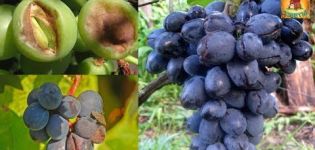 Kāpēc vīnogas nogatavošanās laikā krekinga un kā ārstēt slimību