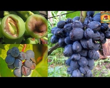 Varför spricker druvor under mognadstiden och hur man behandlar sjukdomen