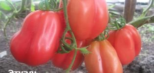 Descripción de la variedad de tomate Etual y sus características y rendimiento