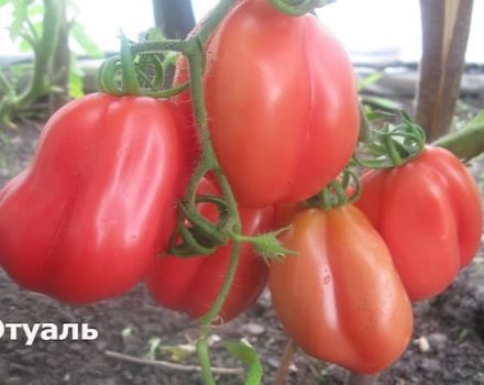 Popis odrůdy rajčat Etual a její vlastnosti a výnos