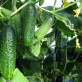 Pěstování okurek na otevřeném prostranství a ve skleníku pro Krasnodarské území, nejlepší odrůdy