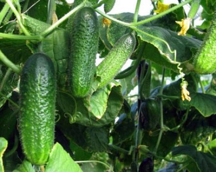 Growing cucumbers in open ground and in a greenhouse for the Krasnodar Territory, the best varieties